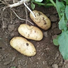 三膜土豆大量上市啦！！