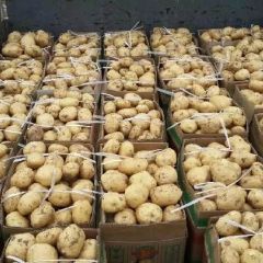 洛阳偃师土豆大规模上市