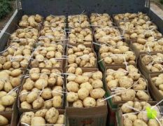 洛阳偃师土豆大规模上市