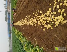 山东滕州地膜新土豆大量供应