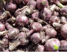 供应优质紫皮大蒜，带苗蒜