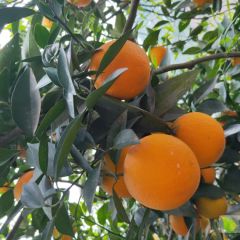 宜昌秭归归洲余红星：夏橙