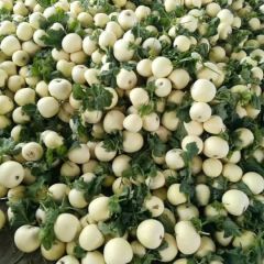 各种甜瓜大量上市