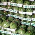 夏邑县郭庄8424西瓜冠龙西瓜基地