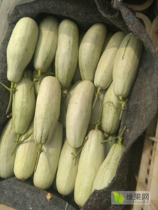 2019年山东莘县羊角蜜价格