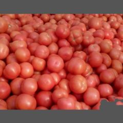 博野里村西红柿大量上市