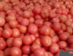 博野里村西红柿大量上市