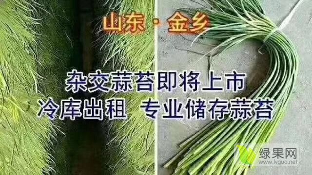 2019年山东金乡金乡蒜苔价格