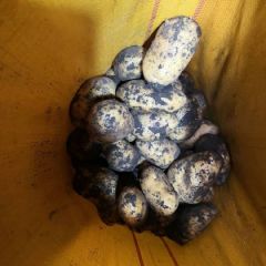 现在出售荷兰15，806，兴佳，中薯，延薯