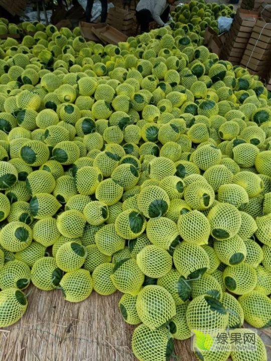 特小凤价格