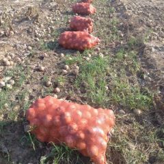 新野优质洋葱，己大量上市，。