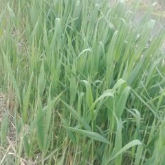 大量供应白洋淀苇叶