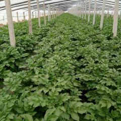 平度大棚土豆，大量上市