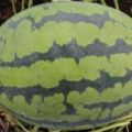 山东青州甜王西瓜5.1大量上市