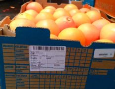 进口水果葡萄柚现货一手货源批发南非西柚原箱32斤