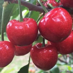 产地直销陕西大棚美早樱桃，脆甜个大，硬度好的樱桃