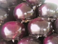 紫光圆茄，精品蔬菜，交通方便