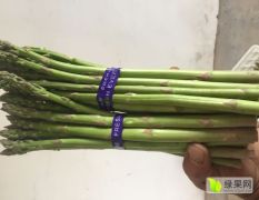 宁陵芦笋菜笋长26-28厘米无白根