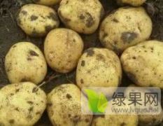 土豆5月大量上市，质量保证