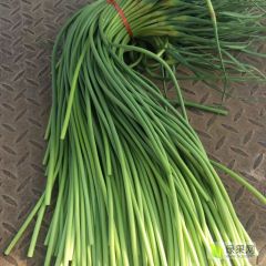 常年供应金乡蒜苔一吨起批各种规格加工精品蒜苔