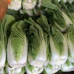 甘肃临洮白菜品质优 德顺蔬菜代办