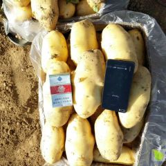 滕州市姜屯镇荷兰土豆大量上市了