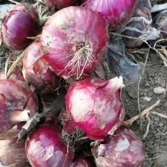 新野2020年红皮洋葱已上市
