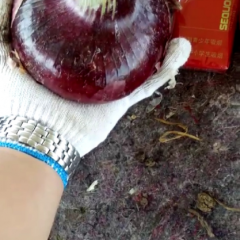 2019山东郯城紫皮洋葱大量上市中！！！