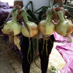 2019山东郯城黄皮洋葱开始上市