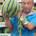 代表山东许营西瓜种植户欢迎全国各地的西瓜客商