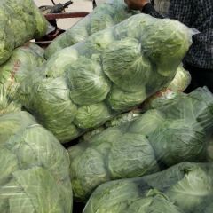 金乡甘蓝大量上市