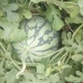 新沂8424西瓜现已上市啦