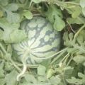 新沂8424西瓜5月中旬上市