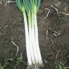 江苏省启东市晚抽大量上市啦！