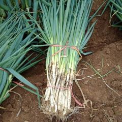 南阳新野铁杆刚葱基地