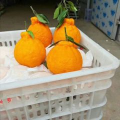 大量不知火、春见寻找买家