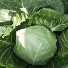 大量优质甘蓝集中上市
