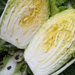 山东岱岳金锦春白菜早买早赚