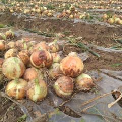 2020年黄皮洋葱上市