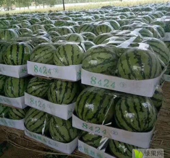 2019年江苏新沂8424西瓜价格