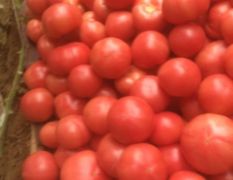 大量上市。西红柿