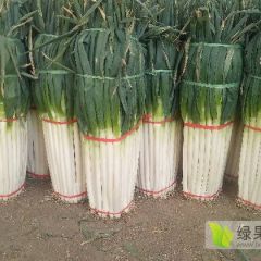 优质大葱种植基地，供应铁杆大葱，粗细均匀，无药残
