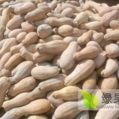 重庆高山有机蜜本南瓜产地直销