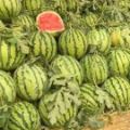 河南省夏邑县8424西瓜
