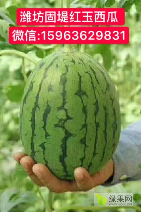 早春红玉价格