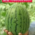 山东早春红玉西瓜全美2k西瓜大量上市啦，价格下滑