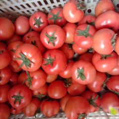 大量供应西红柿