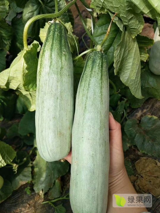 2019年山东费县羊角蜜价格