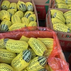 博洋9甜瓜批发产地