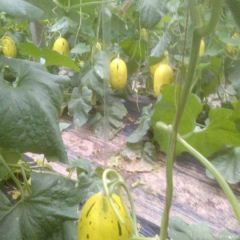 莘县冷棚娇密25.东方蜜，九红瑞等各种甜瓜大量上市，